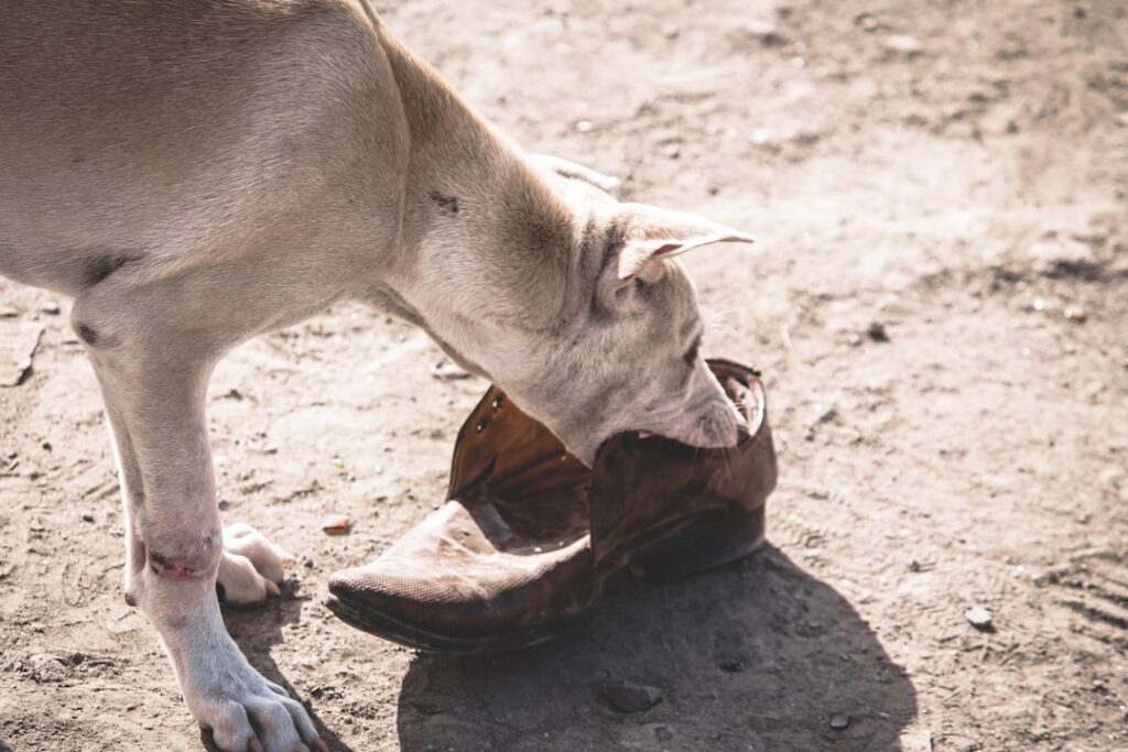 Bite Back: How to Select the Best Dog Bite Attorney 10 attorney dog bite