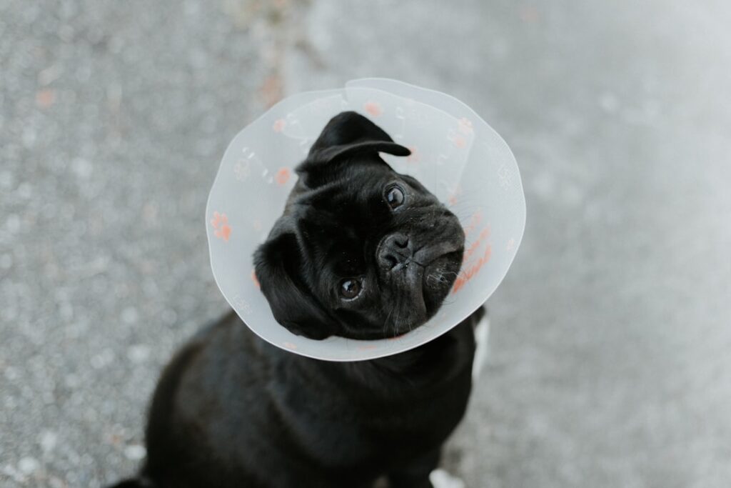 Dog attack legal advice