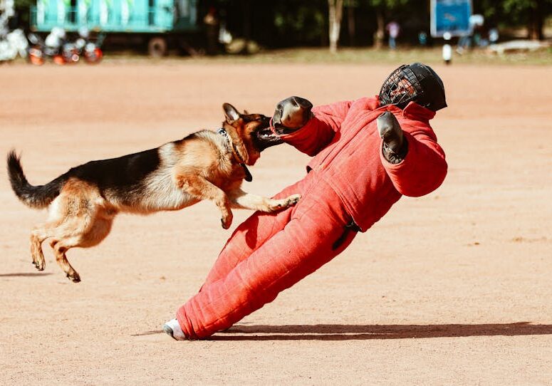 severe dog bite compensation